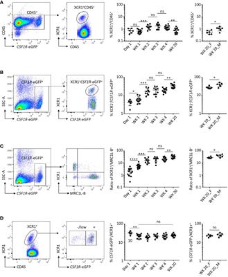 Development and function of chicken XCR1+ conventional dendritic cells